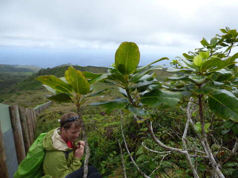 Image of Hawai'i holly