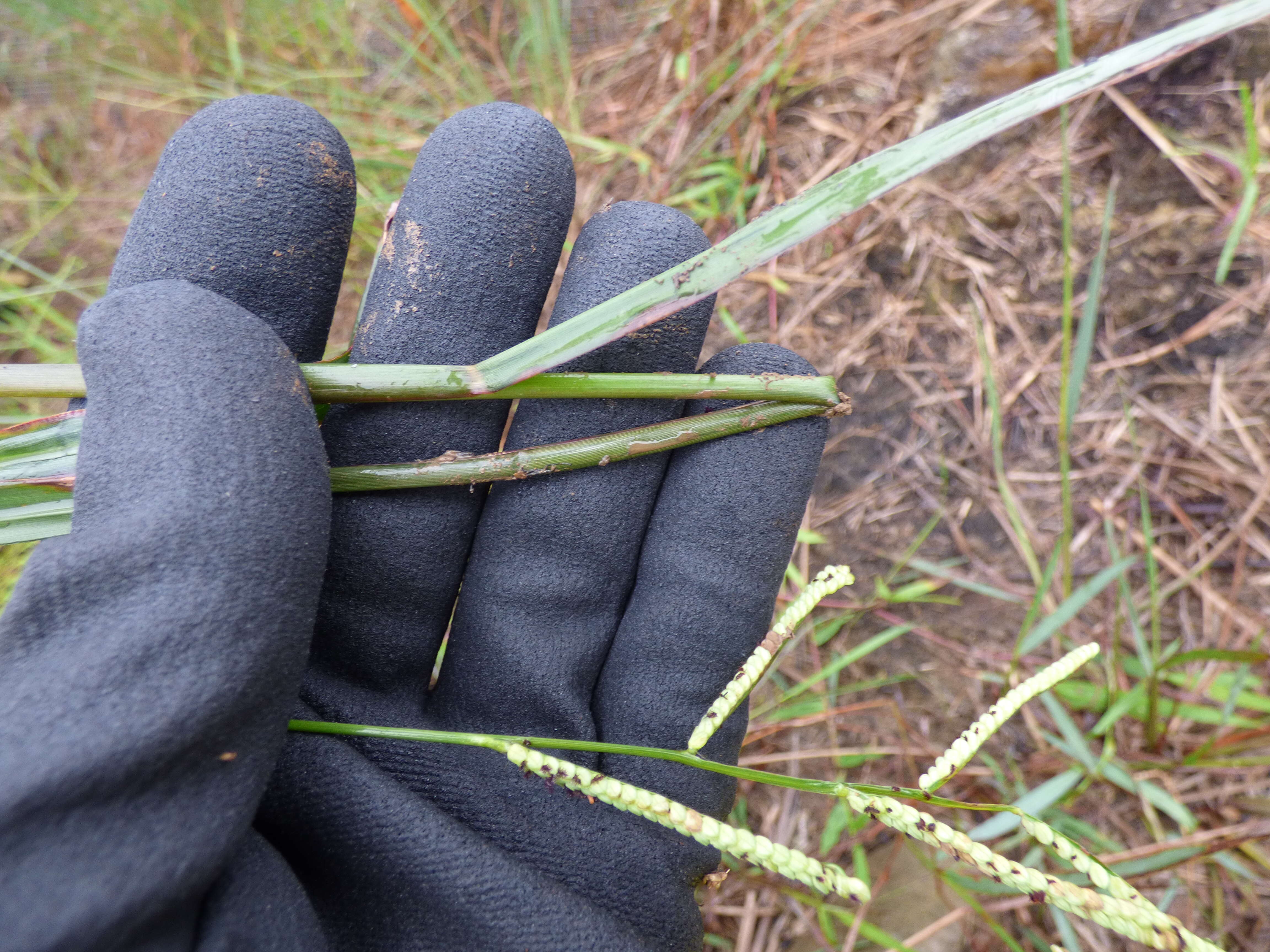 Sivun Paspalum scrobiculatum L. kuva