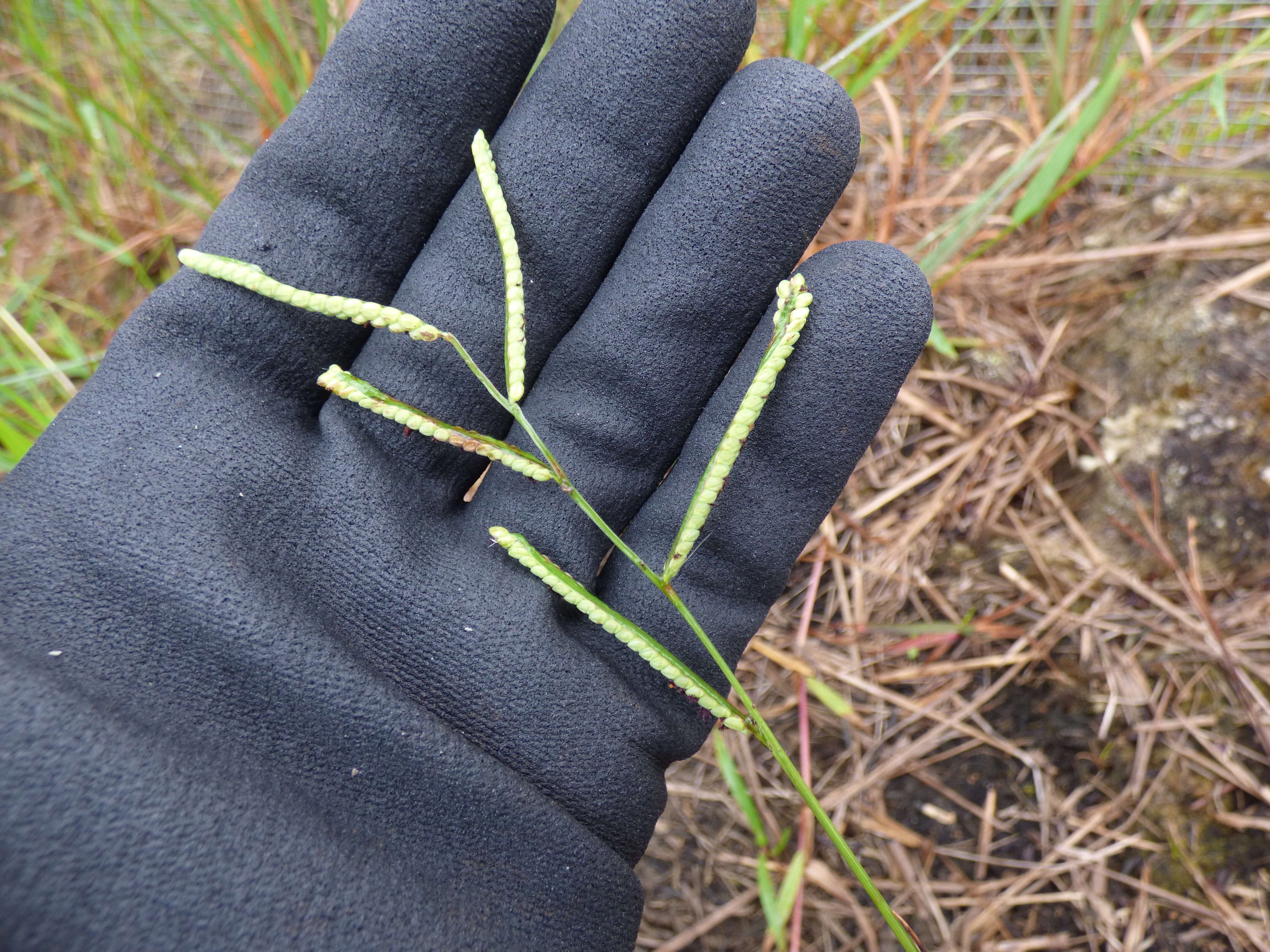 Sivun Paspalum scrobiculatum L. kuva