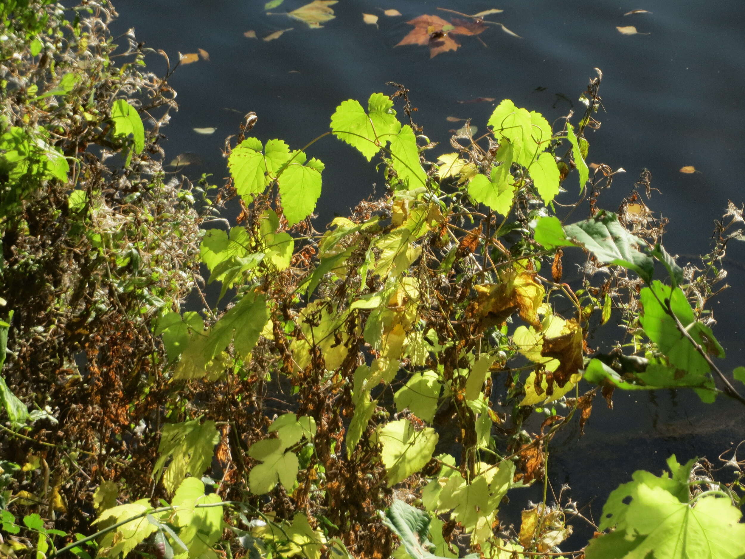 Image of common hop