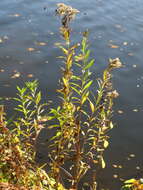 Imagem de Solidago gigantea Ait.