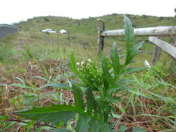 صورة Erechtites valerianifolius (Wolf ex Rchb.) DC.