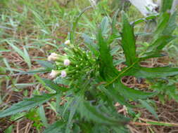 صورة Erechtites valerianifolius (Wolf ex Rchb.) DC.