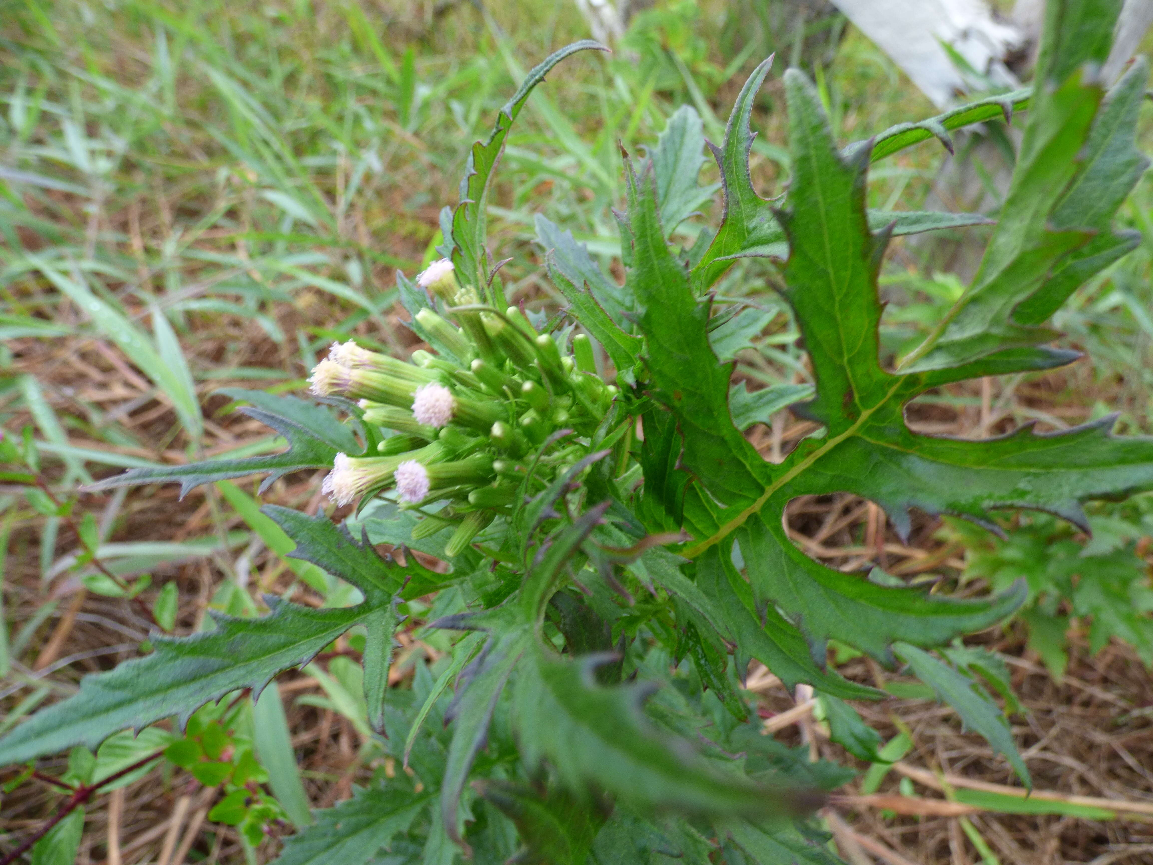 صورة Erechtites valerianifolius (Wolf ex Rchb.) DC.