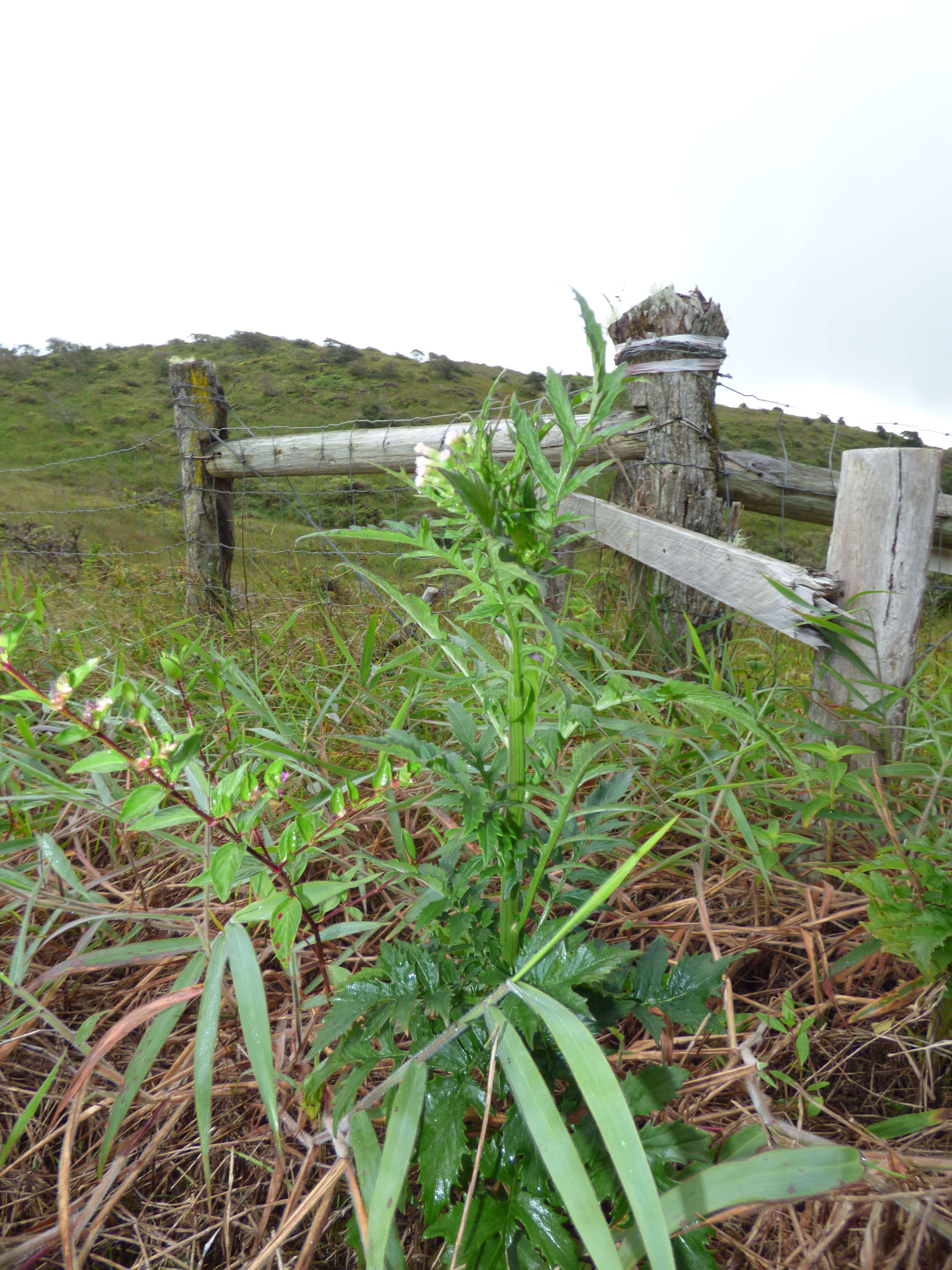 صورة Erechtites valerianifolius (Wolf ex Rchb.) DC.