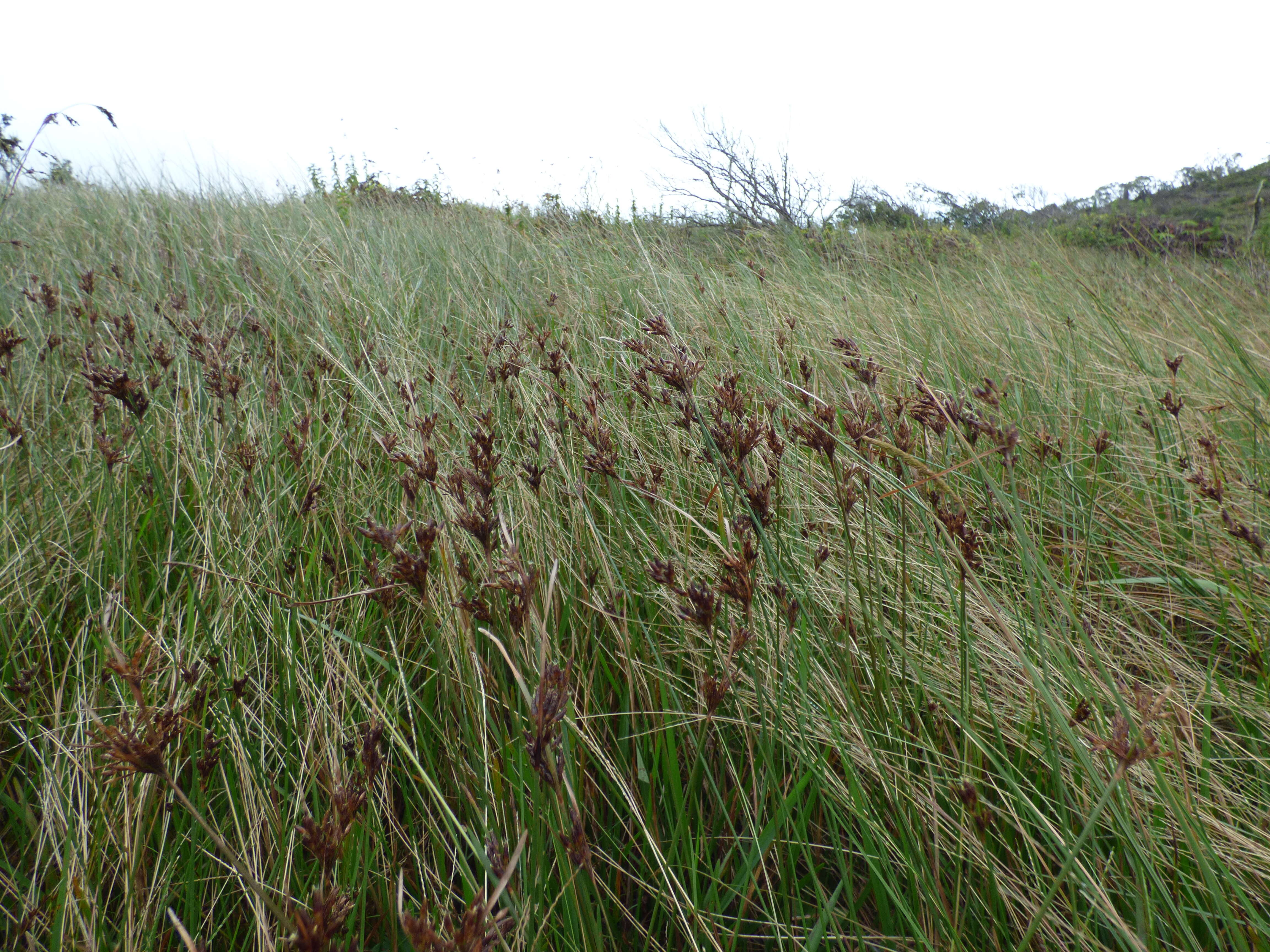 Image of forked fimbry