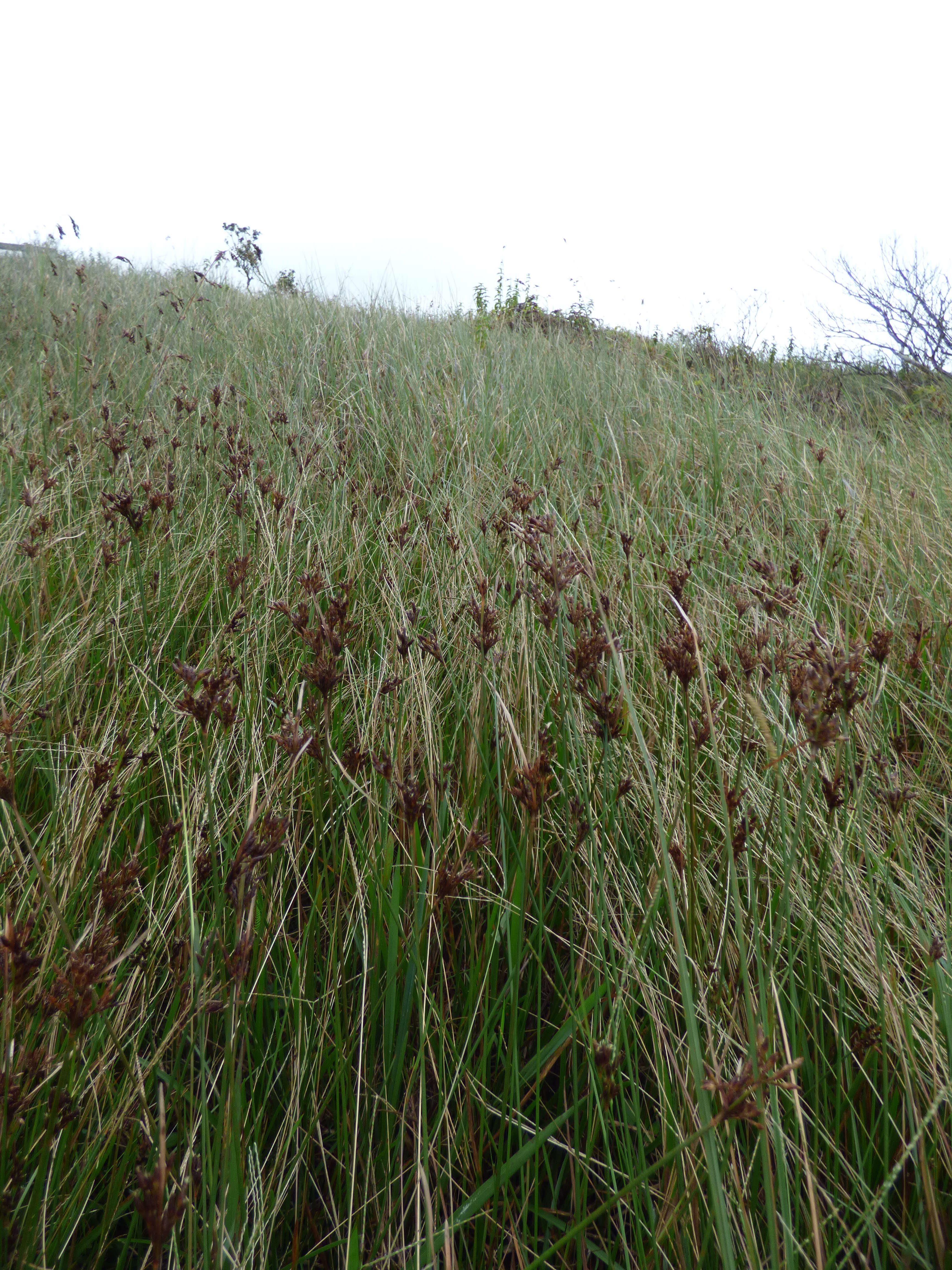 Image of forked fimbry