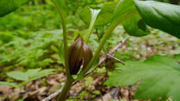 Image of Idaho trillium