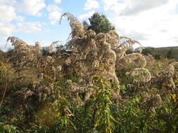 Imagem de Solidago gigantea Ait.