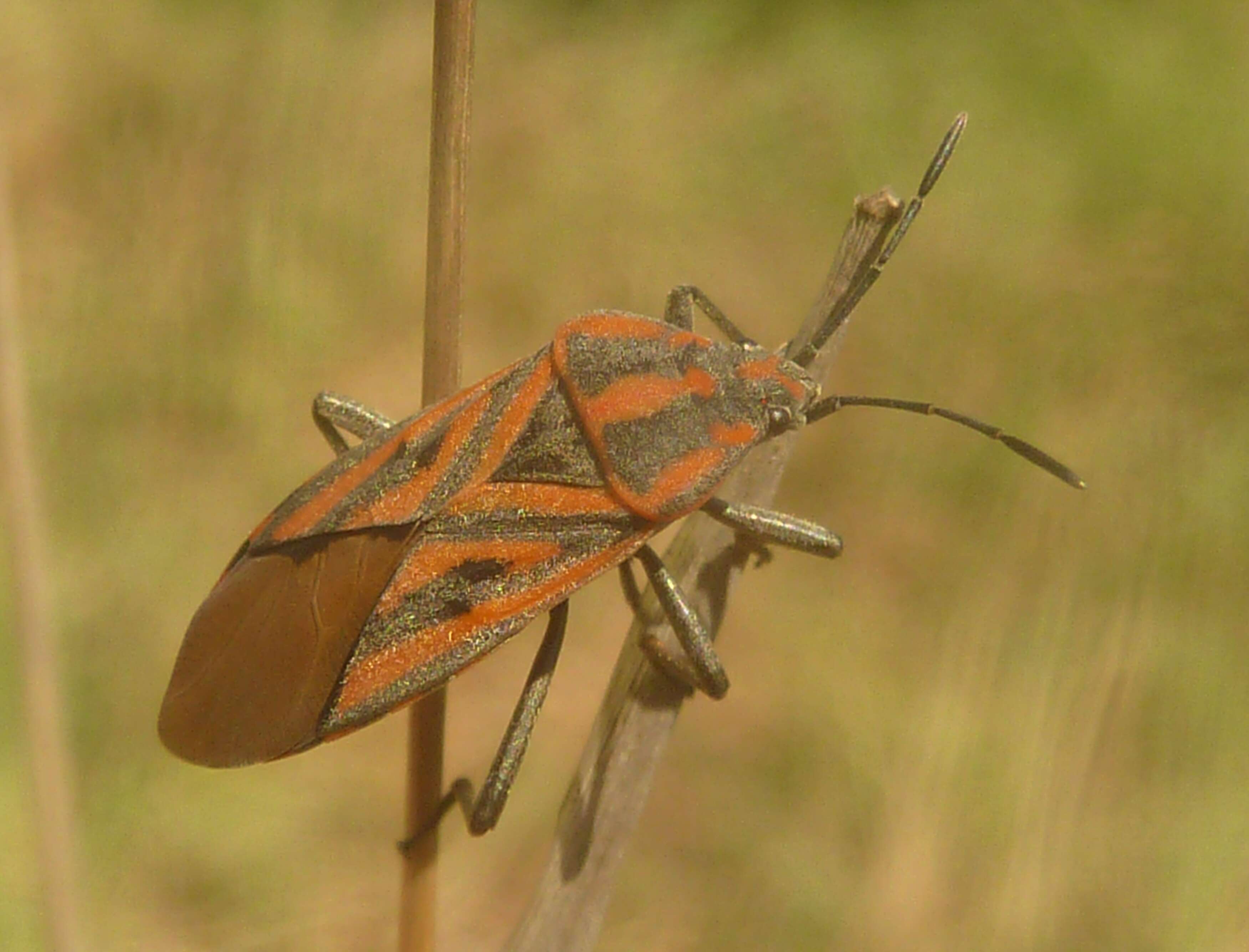 Image of Spilostethus rivularis (Germar & E. F. 1837)