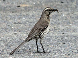 Image of Chilean Mockingbird