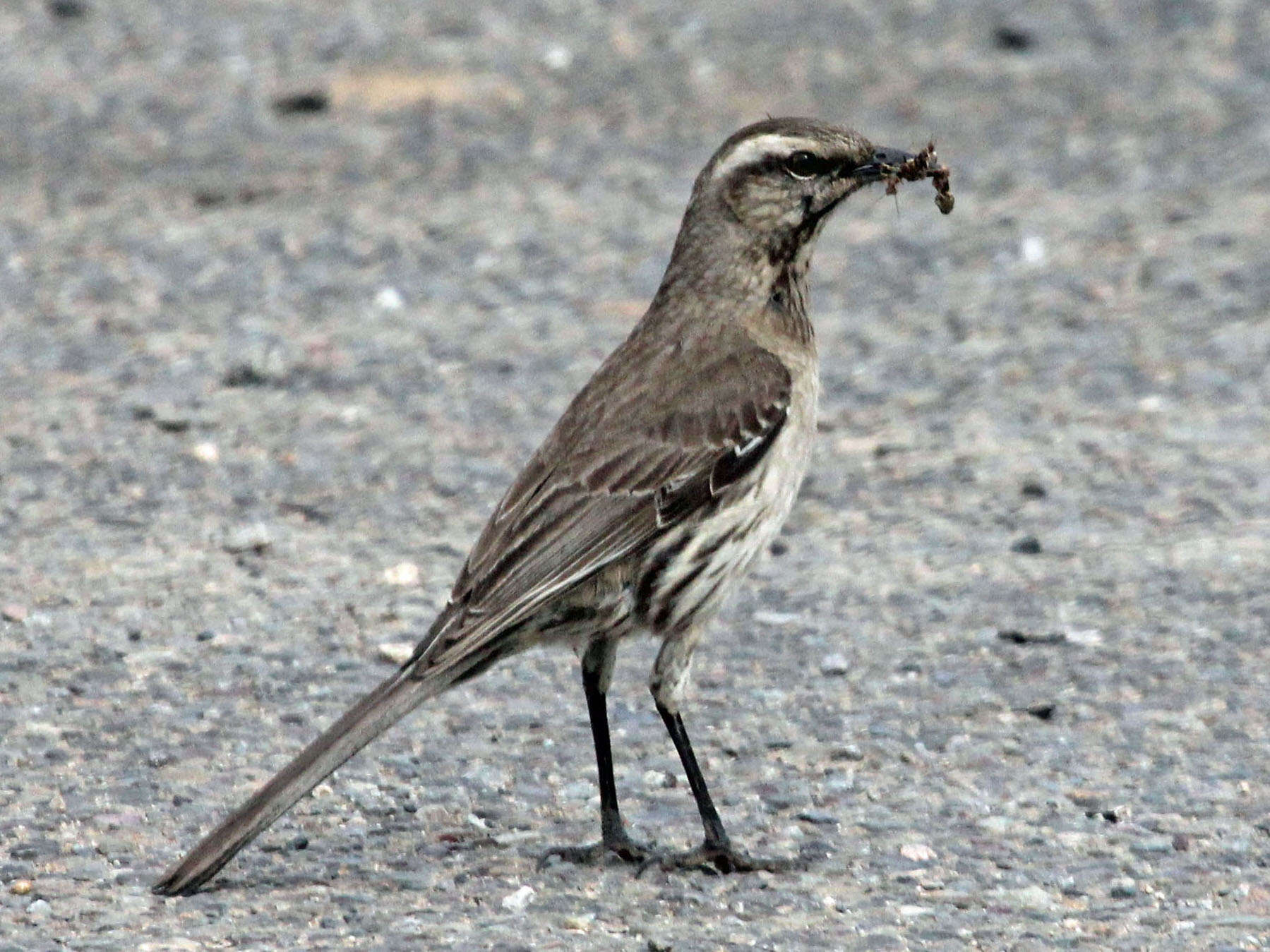 Image of Chilean Mockingbird