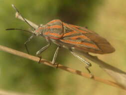 Image of Spilostethus rivularis (Germar & E. F. 1837)