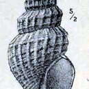 Image of Oenopota elegans (Møller 1842)