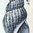 Image of Oenopota pingelii (Møller 1842)