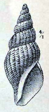 Image of Oenopota pingelii (Møller 1842)