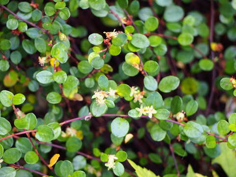 Image of sprawling wirevine