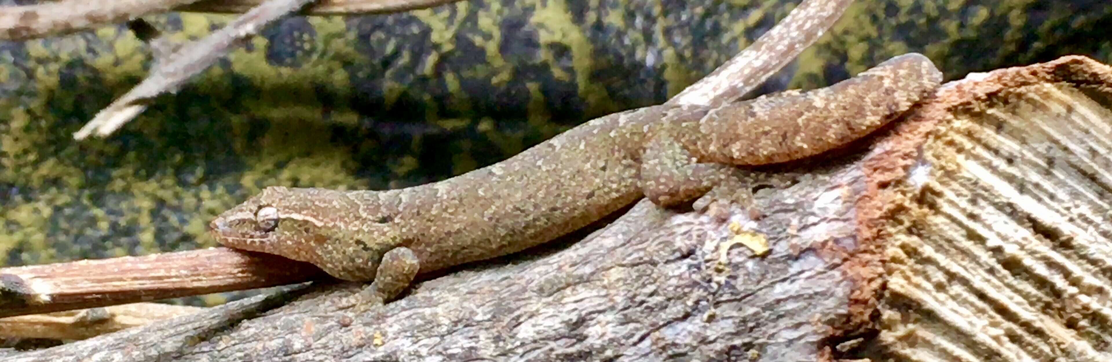 Image of Common Smooth-Scaled Gecko