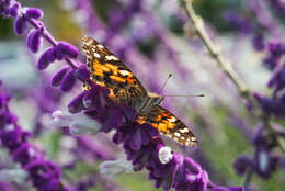 Imagem de Salvia leucantha Cav.