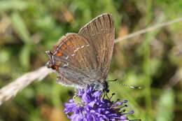 Image of Satyrium ilicis