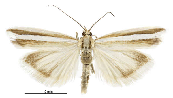 Image of Grays River grass moth