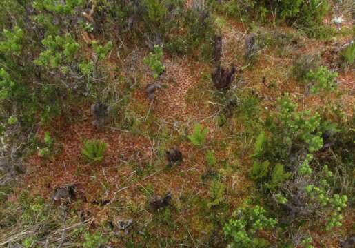 Image of Magellan's Sphagnum