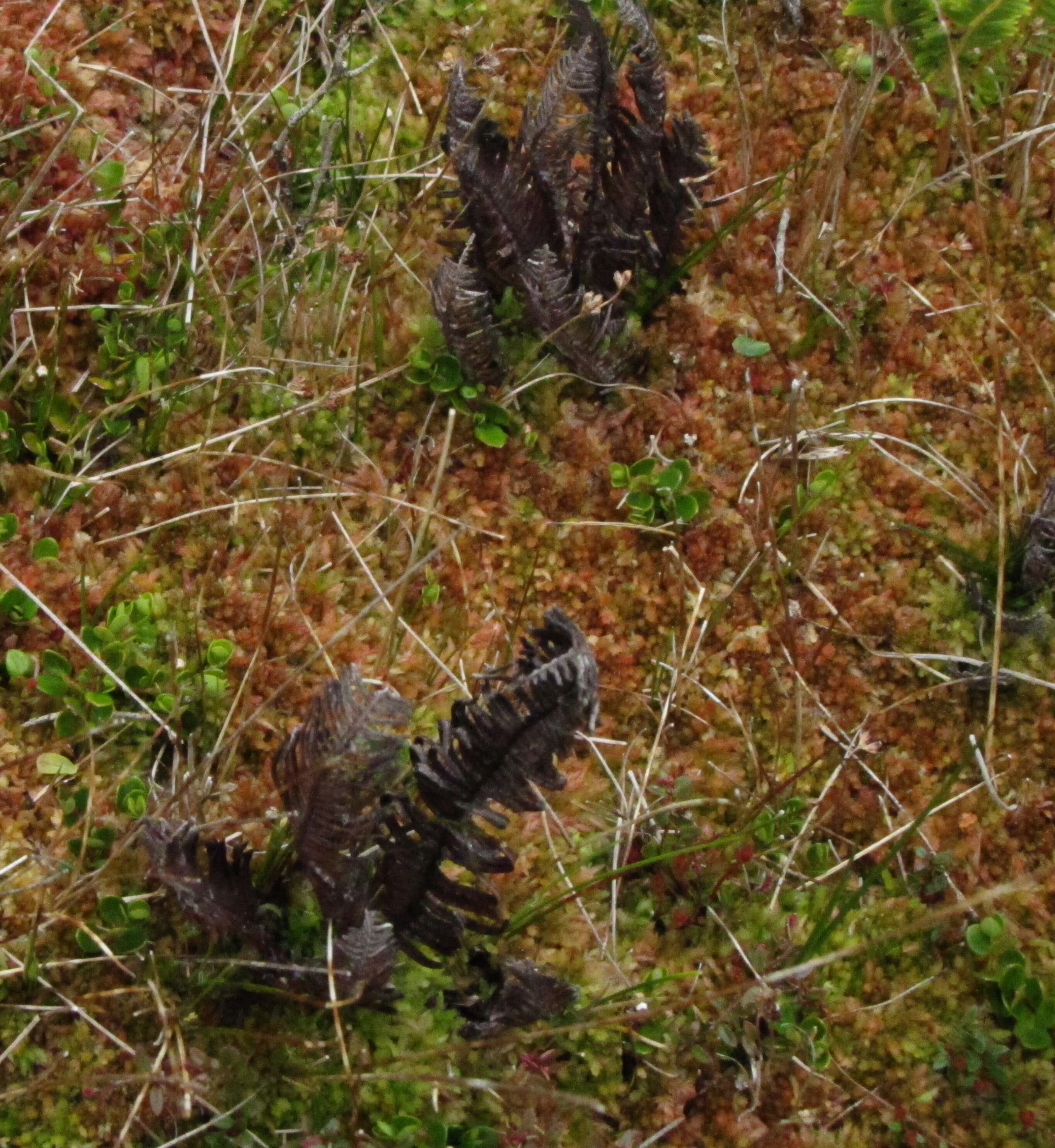 Image of Magellan's Sphagnum