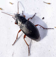 Image of Carabidae