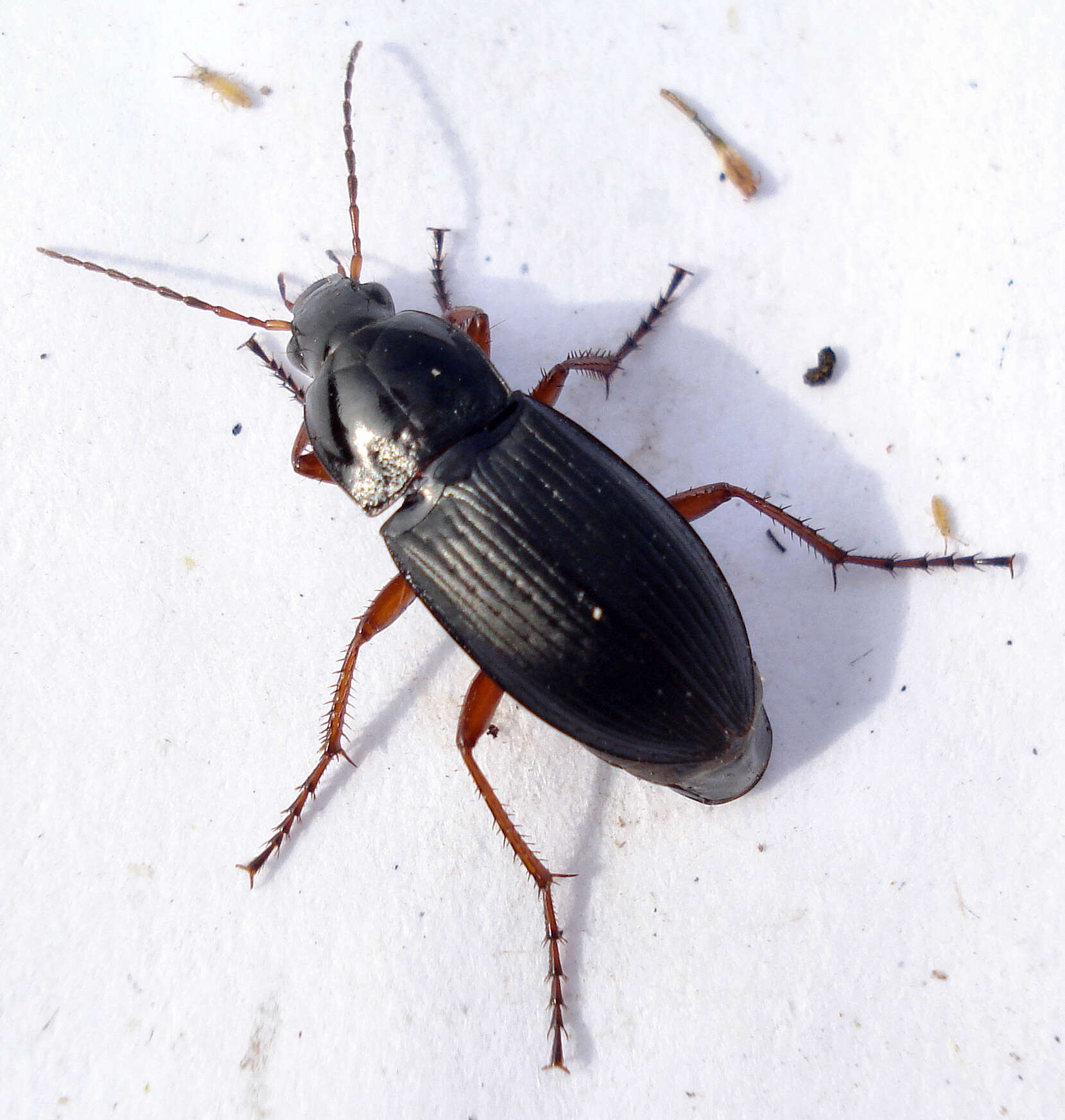 Image of Carabidae