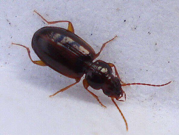 Image of Ground beetle