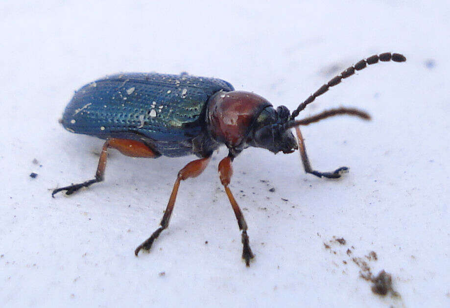 Image of Cereal leaf beetle