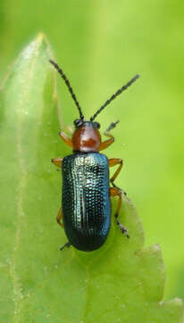 Image of Cereal leaf beetle