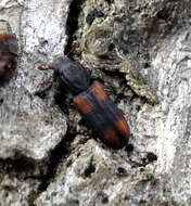 Image of Bark beetle