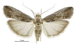 Image of Morosaphycita oculiferella