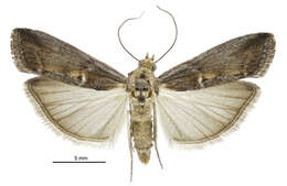 Image of Morosaphycita oculiferella