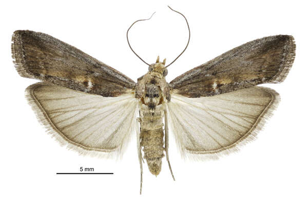 Image of Morosaphycita oculiferella