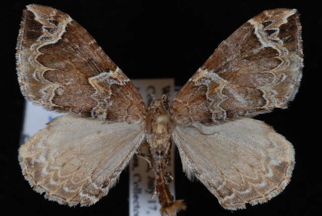 Image of Northwestern Phoenix Moth