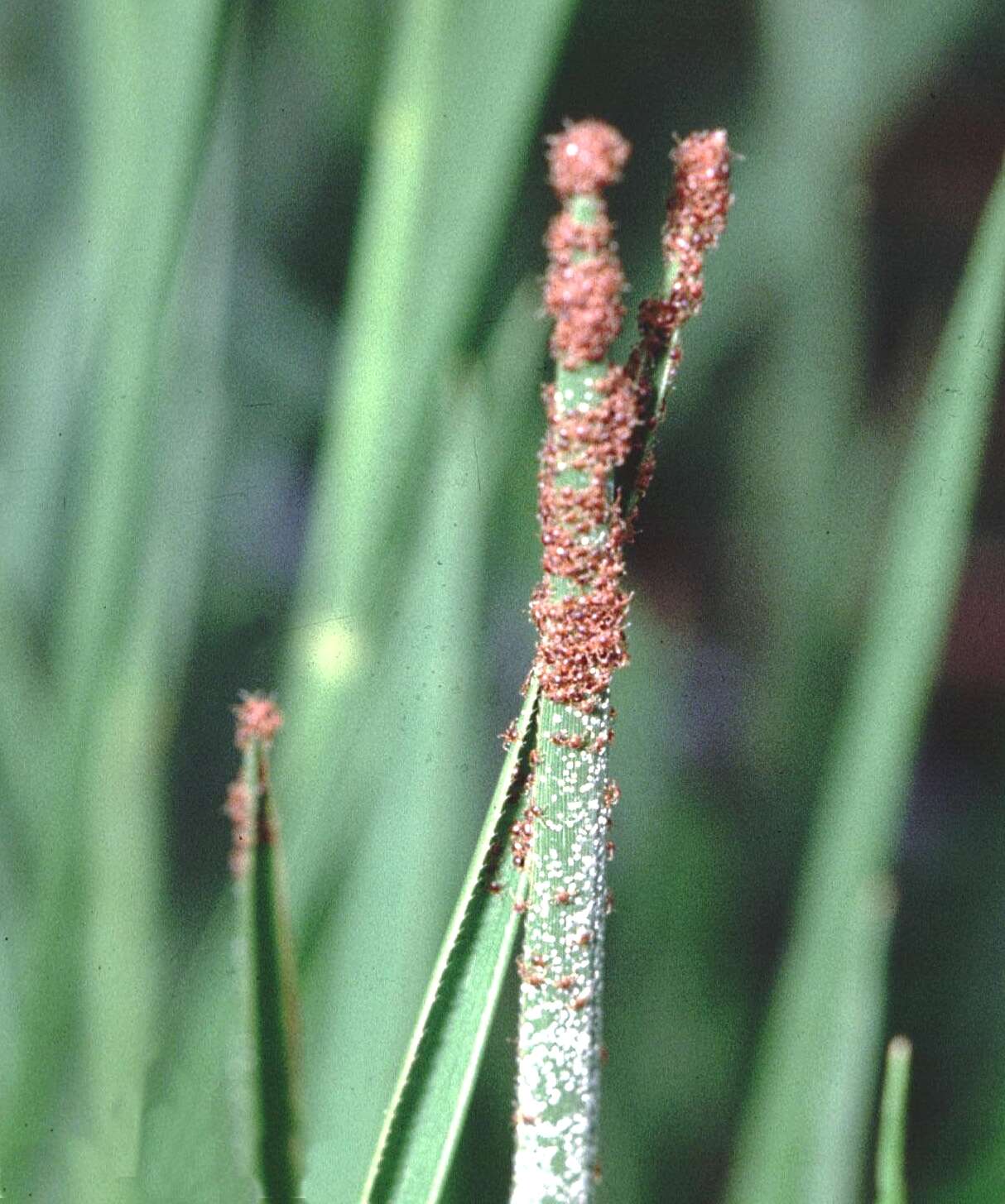 Image de Rhipicephalus microplus (Canestrini 1888)