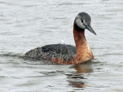 Podiceps major (Boddaert 1783) resmi