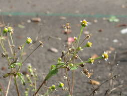 Galinsoga parviflora Cav. resmi