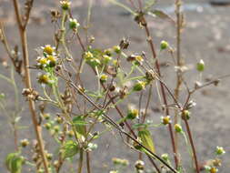 Image of Smooth peruvian daisy