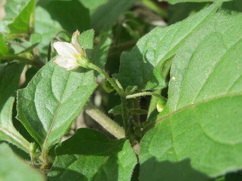 Image of European Black Nightshade