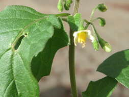 Image of European Black Nightshade