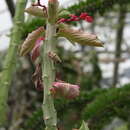 Sivun Euphorbia neoarborescens Bruyns kuva