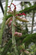 Image of Euphorbia neoarborescens Bruyns