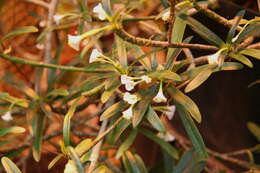 Euphorbia robivelonae Rauh resmi