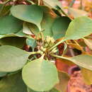 Image of Euphorbia capmanambatoensis Rauh