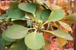 Imagem de Euphorbia capmanambatoensis Rauh