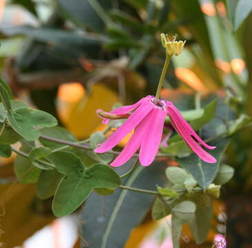 Passiflora reflexiflora Cav. resmi