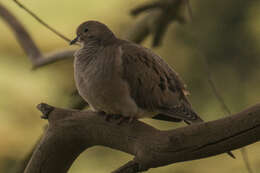 Image of American Mourning Dove